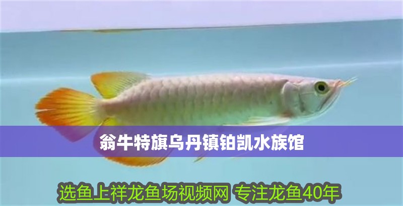 翁牛特旗烏丹鎮(zhèn)鉑凱水族館