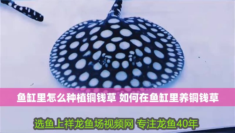魚缸里怎么種植銅錢草 如何在魚缸里養銅錢草