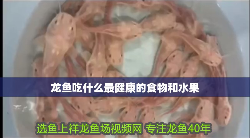 龍魚吃什么最健康的食物和水果