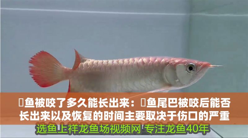 魟魚被咬了多久能長出來：魟魚尾巴被咬后能否長出來以及恢復(fù)的時間主要取決于傷口的嚴重程度 魟魚被咬了多久能長出來：魟魚尾巴被咬后能否長出來以及恢復(fù)的時間主要取決于傷口的嚴重程度 魟魚百科 第2張