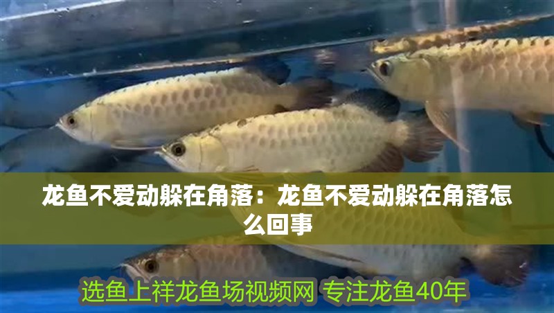 龍魚不愛動躲在角落：龍魚不愛動躲在角落怎么回事