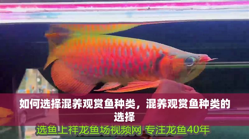 如何選擇混養觀賞魚種類，混養觀賞魚種類的選擇