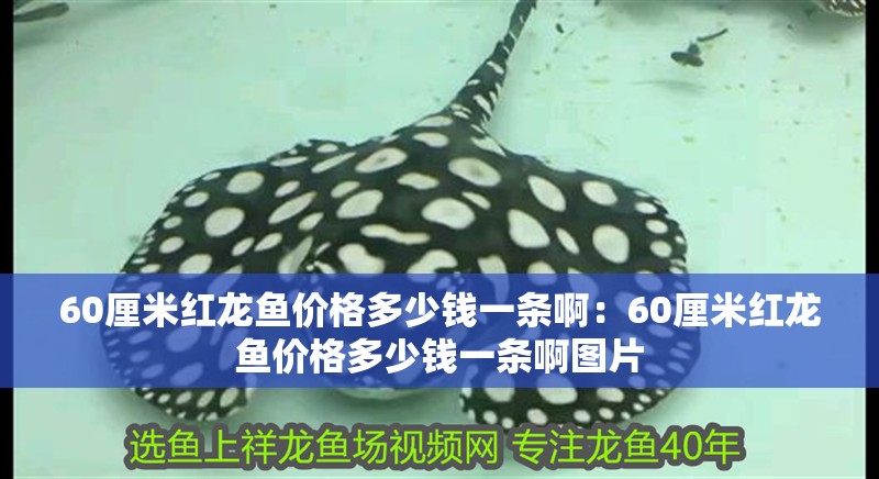 60厘米紅龍魚價格多少錢一條啊：60厘米紅龍魚價格多少錢一條啊圖片