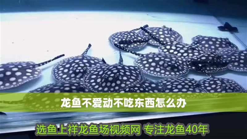 龍魚不愛動不吃東西怎么辦