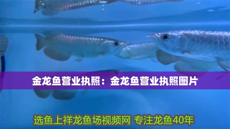 金龍魚營業執照：金龍魚營業執照圖片