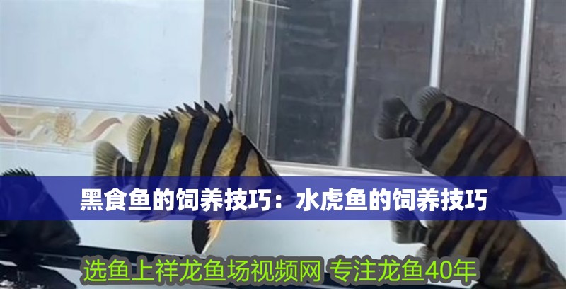 黑食魚(yú)的飼養(yǎng)技巧：水虎魚(yú)的飼養(yǎng)技巧