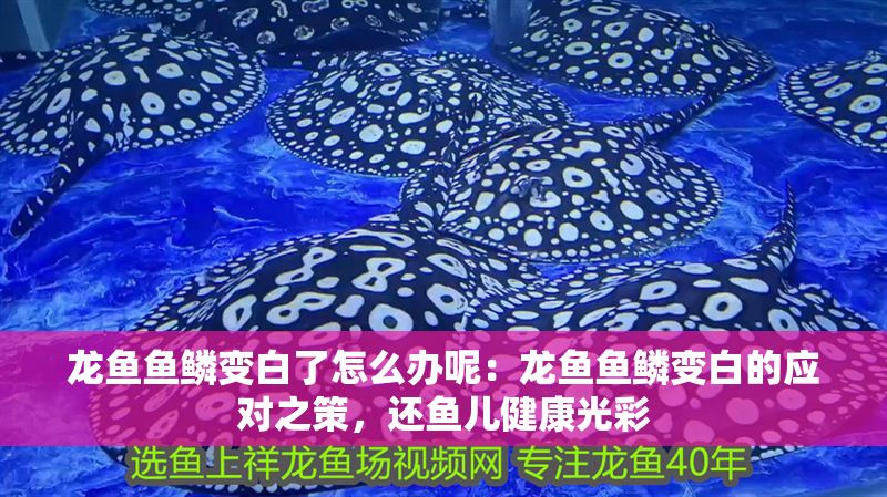 龍魚魚鱗變白了怎么辦呢：龍魚魚鱗變白的應對之策，還魚兒健康光彩
