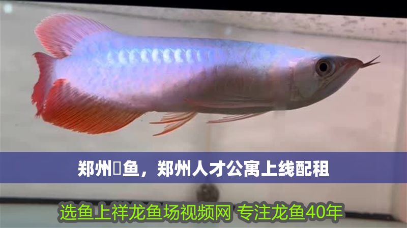 鄭州魟魚，鄭州人才公寓上線配租