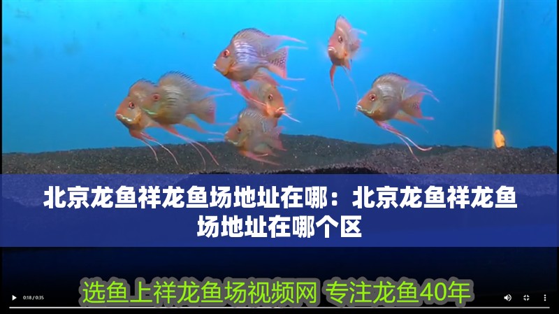 北京龍魚祥龍魚場地址在哪：北京龍魚祥龍魚場地址在哪個區