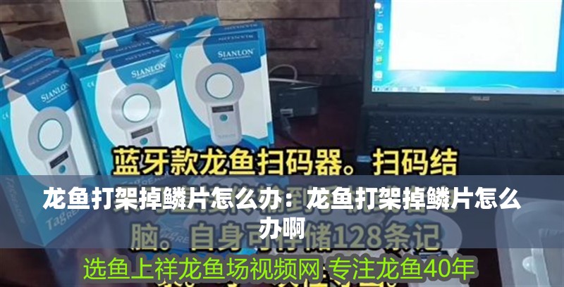 龍魚打架掉鱗片怎么辦：龍魚打架掉鱗片怎么辦啊