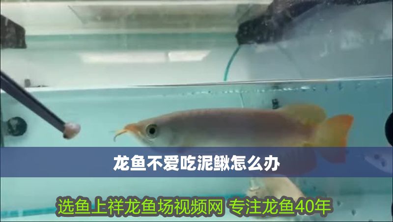 龍魚不愛吃泥鰍怎么辦