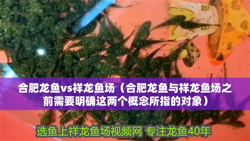 合肥龍魚vs祥龍魚場（合肥龍魚與祥龍魚場之前需要明確這兩個概念所指的對象）