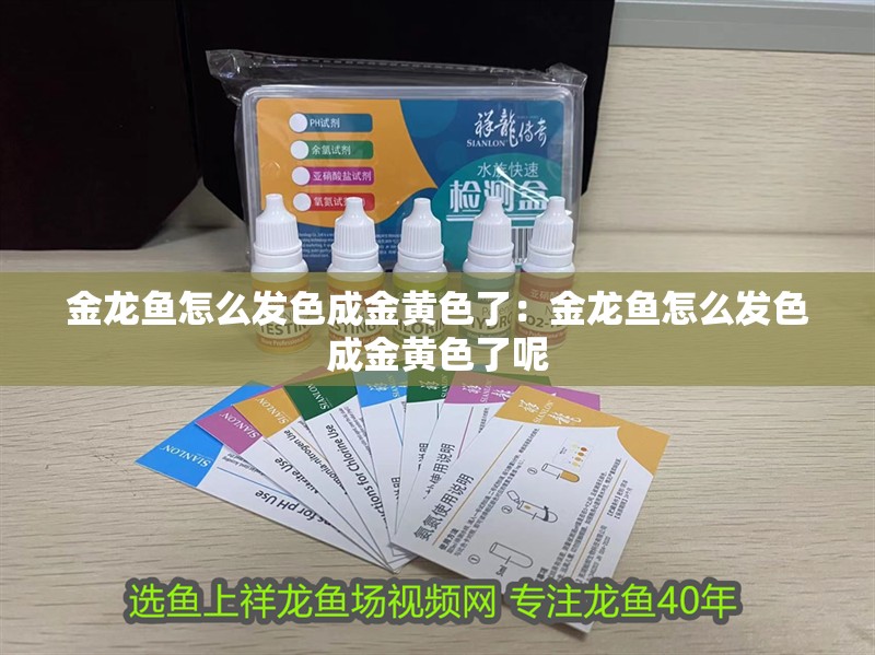 金龍魚怎么發色成金黃色了：金龍魚怎么發色成金黃色了呢 金龍魚怎么發色成金黃色了：金龍魚怎么發色成金黃色了呢 水族問答