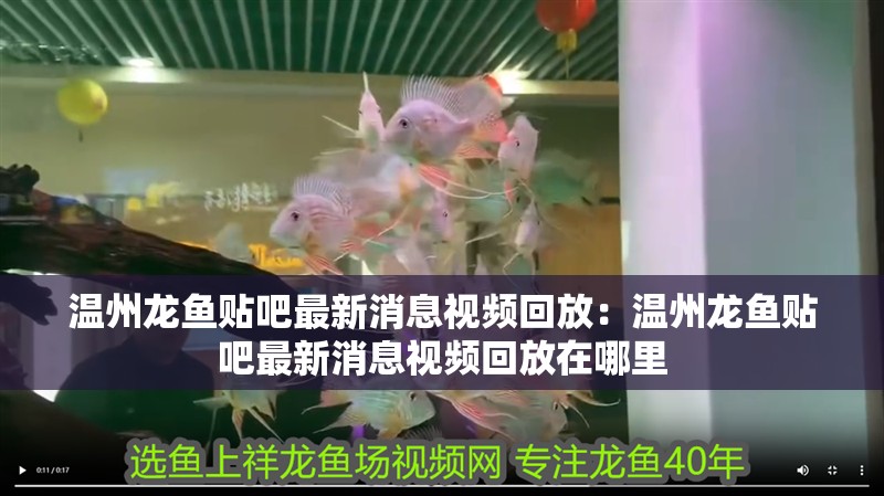 溫州龍魚貼吧最新消息視頻回放：溫州龍魚貼吧最新消息視頻回放在哪里 溫州龍魚貼吧最新消息視頻回放：溫州龍魚貼吧最新消息視頻回放在哪里 水族問(wèn)答