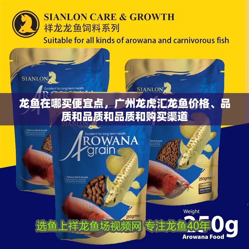龍魚在哪買便宜點，廣州龍虎匯龍魚價格、品質和品質和品質和購買渠道
