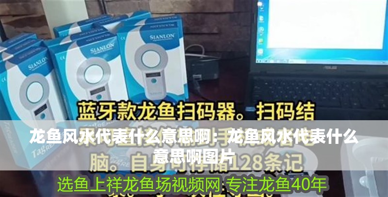 龍魚風(fēng)水代表什么意思啊：龍魚風(fēng)水代表什么意思啊圖片