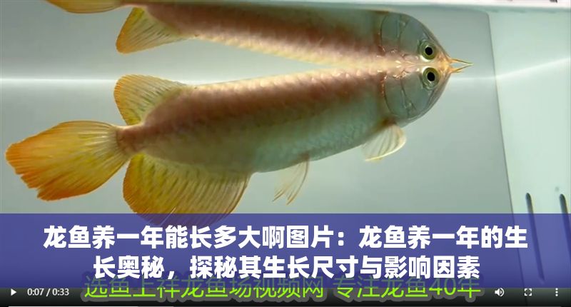 龍魚養一年能長多大啊圖片：龍魚養一年的生長奧秘，探秘其生長尺寸與影響因素