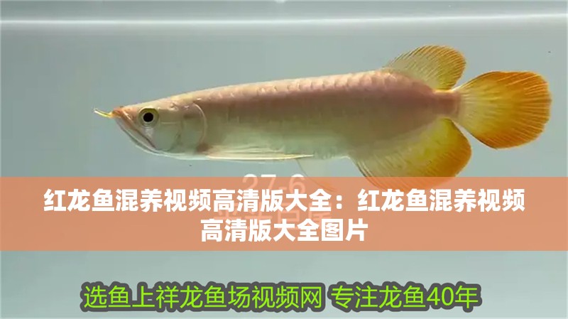紅龍魚混養視頻高清版大全：紅龍魚混養視頻高清版大全圖片