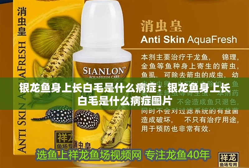 銀龍魚身上長白毛是什么病癥：銀龍魚身上長白毛是什么病癥圖片