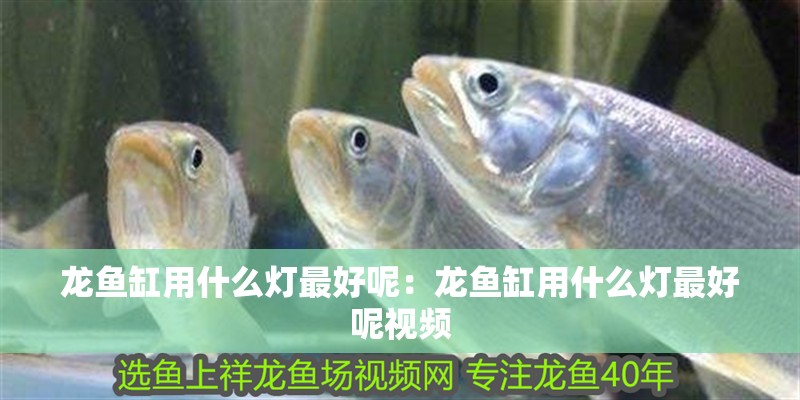 龍魚缸用什么燈最好呢：龍魚缸用什么燈最好呢視頻