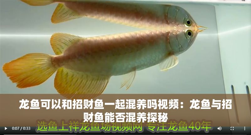 龍魚可以和招財魚一起混養嗎視頻：龍魚與招財魚能否混養探秘
