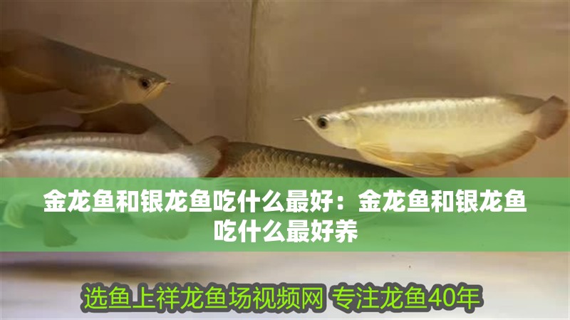 金龍魚和銀龍魚吃什么最好：金龍魚和銀龍魚吃什么最好養
