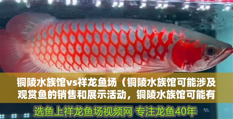 銅陵水族館vs祥龍魚場（銅陵水族館可能涉及觀賞魚的銷售和展示活動，銅陵水族館可能有白點）