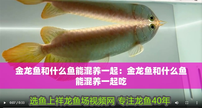 金龍魚和什么魚能混養一起：金龍魚和什么魚能混養一起吃