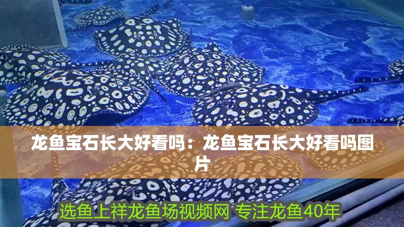 龍魚寶石長大好看嗎：龍魚寶石長大好看嗎圖片