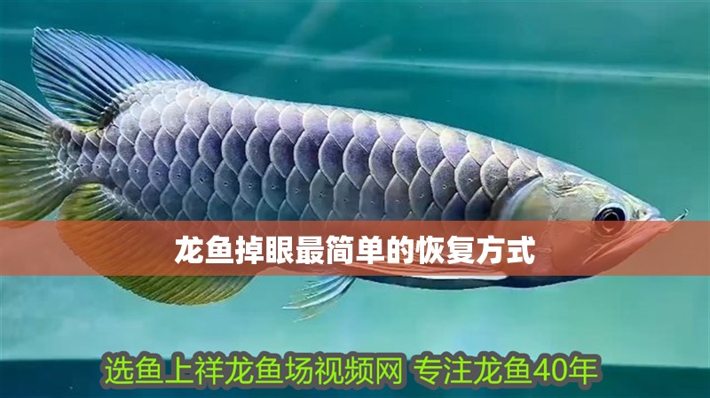龍魚掉眼最簡單的恢復方式 龍魚百科 第2張 龍魚掉眼最簡單的恢復方式 龍魚掉眼最簡單的恢復方式 龍魚百科 第2張