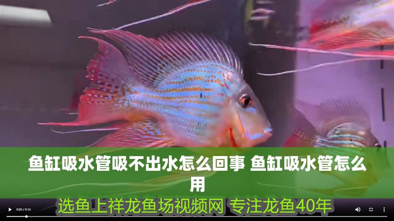 魚缸吸水管吸不出水怎么回事 魚缸吸水管怎么用