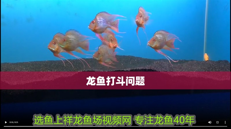 龍魚打斗問題
