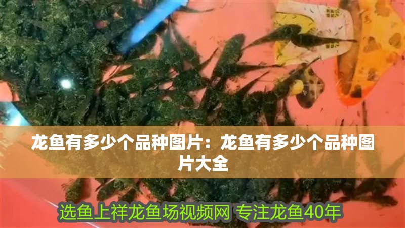 龍魚的生長環境 龍魚的生長環境 龍魚百科 第2張