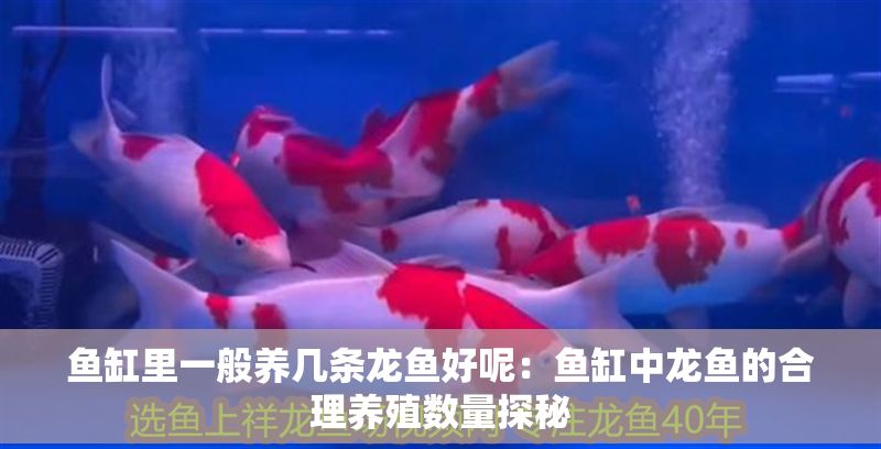 魚缸里一般養幾條龍魚好呢：魚缸中龍魚的合理養殖數量探秘