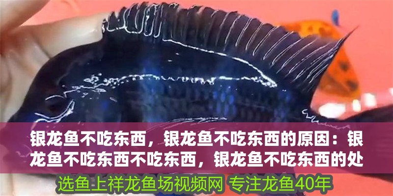 銀龍魚不吃東西，銀龍魚不吃東西的原因：銀龍魚不吃東西不吃東西，銀龍魚不吃東西的處理方法