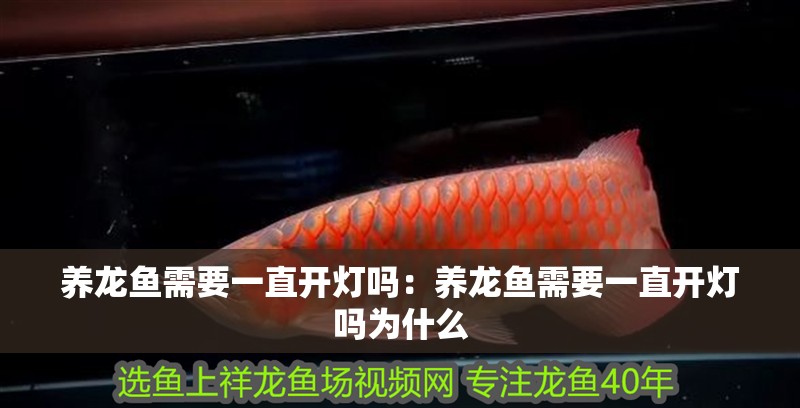 養龍魚需要一直開燈嗎：養龍魚需要一直開燈嗎為什么