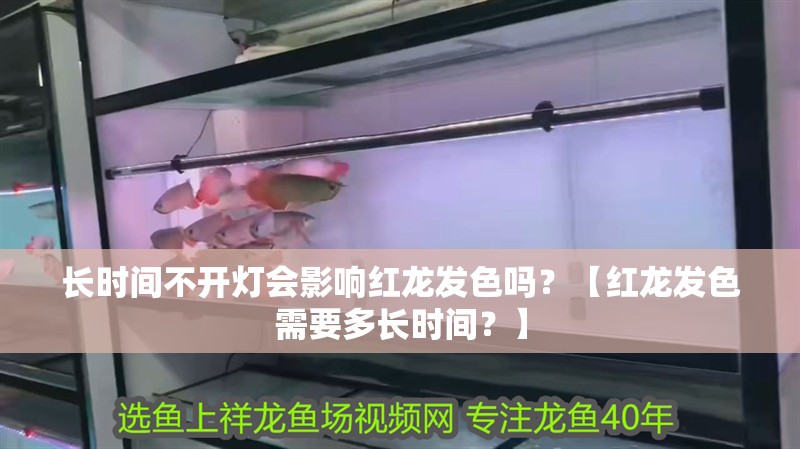 長時間不開燈會影響紅龍發色嗎？【紅龍發色需要多長時間？】