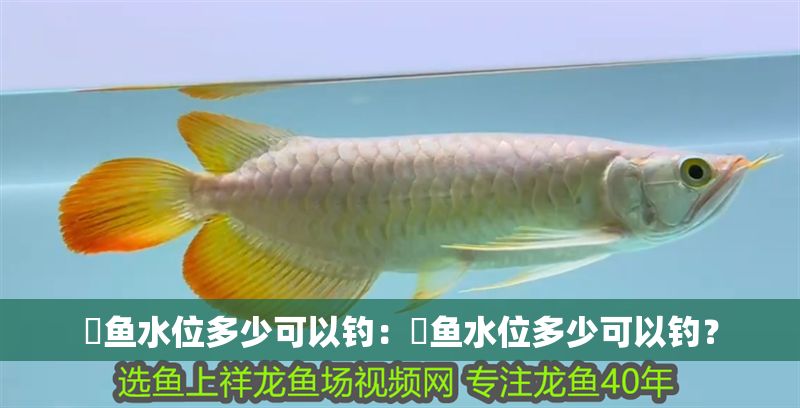 魟魚水位多少可以釣：魟魚水位多少可以釣？