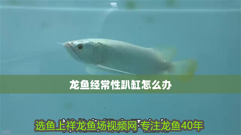 龍魚經(jīng)常性趴缸怎么辦