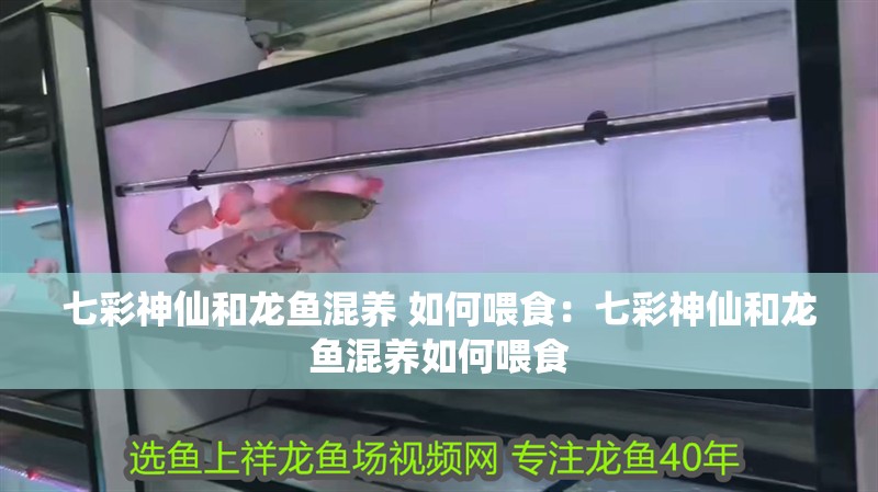 七彩神仙和龍魚混養(yǎng) 如何喂食：七彩神仙和龍魚混養(yǎng)如何喂食