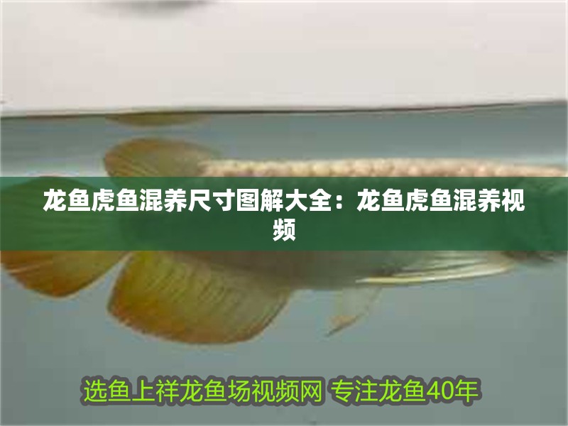 龍魚虎魚混養尺寸圖解大全：龍魚虎魚混養視頻