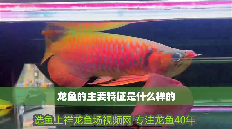 龍魚的主要特征是什么樣的