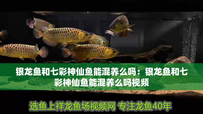 銀龍魚和七彩神仙魚能混養(yǎng)么嗎：銀龍魚和七彩神仙魚能混養(yǎng)么嗎視頻