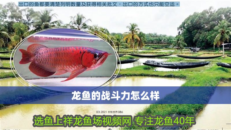 龍魚的戰斗力怎么樣