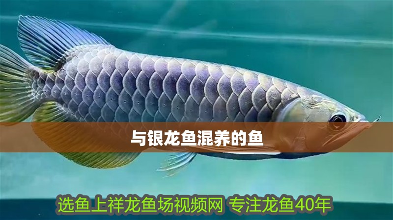 與銀龍魚混養(yǎng)的魚