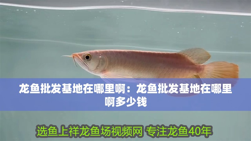 龍魚批發基地在哪里啊：龍魚批發基地在哪里啊多少錢