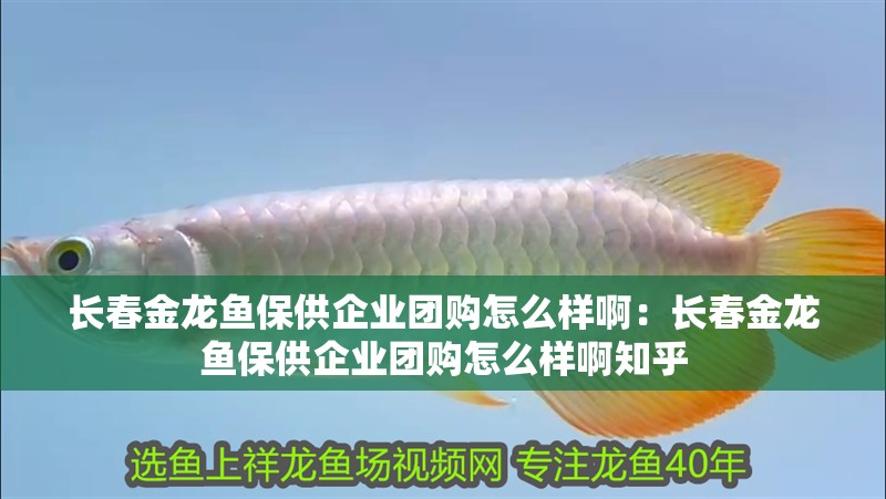 長春金龍魚保供企業團購怎么樣啊：長春金龍魚保供企業團購怎么樣啊知乎