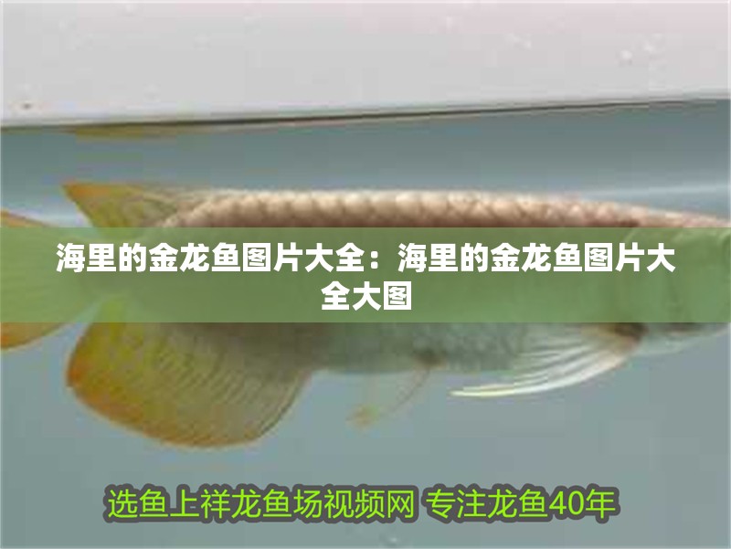 海里的金龍魚圖片大全：海里的金龍魚圖片大全大圖