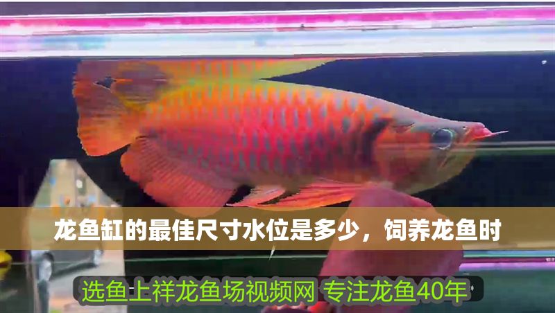 龍魚缸的最佳尺寸水位是多少，飼養(yǎng)龍魚時(shí)