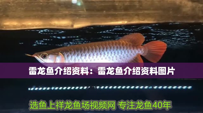 雷龍魚介紹資料：雷龍魚介紹資料圖片